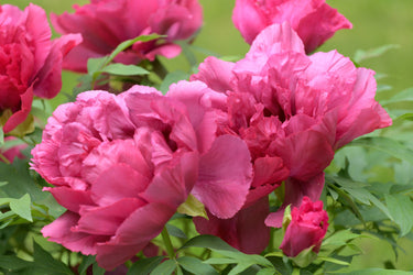 10 TREE PEONY Mountain Paeony Paeonia Suffruticosa Arborea Mixed Colors Red Pink White Purple Yellow Bicolor Flower Shrub Seeds